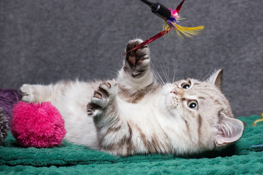 マンチカンの猫は本当に「かわいそう」なのか