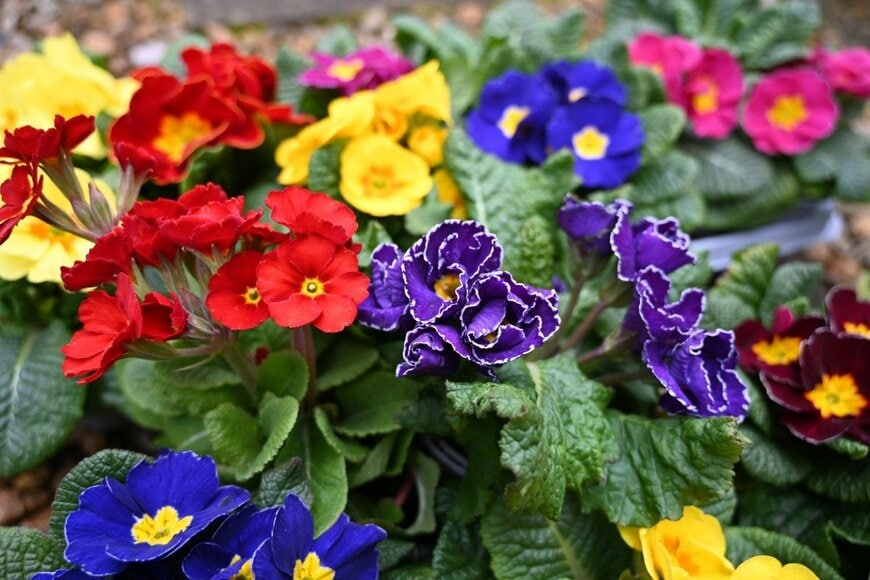 MaryRose5/istockphoto.com