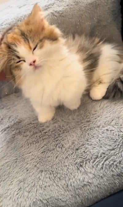 出所：＠maguro_hokke