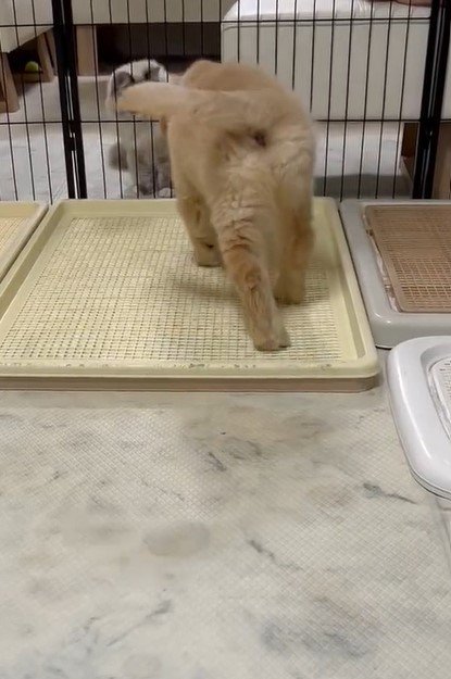 出所：@pu_channeldesu