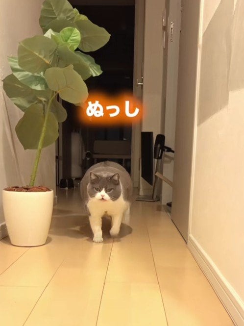 【天使】飼い主が帰宅すると→お出迎えする猫のかわいい行動に癒される人続出