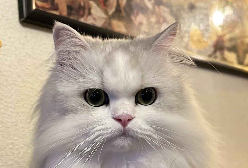 出所：@NEKOLAND13