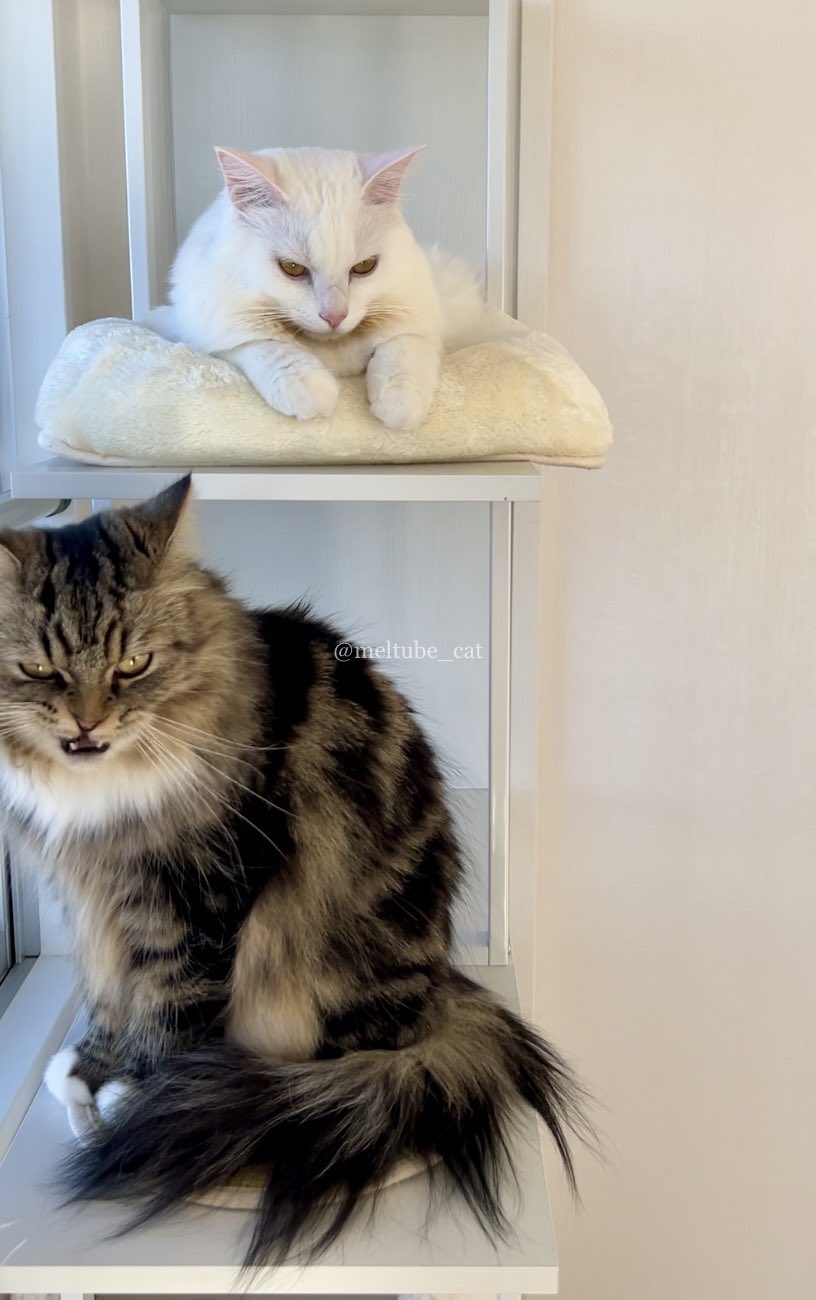 出所：@meltube_cat
