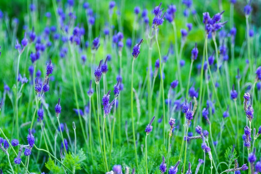 Shan 16899/shutterstock.com