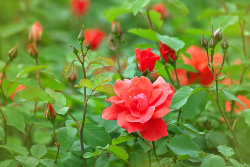 Aleksey Sagitov/Shutterstock.com