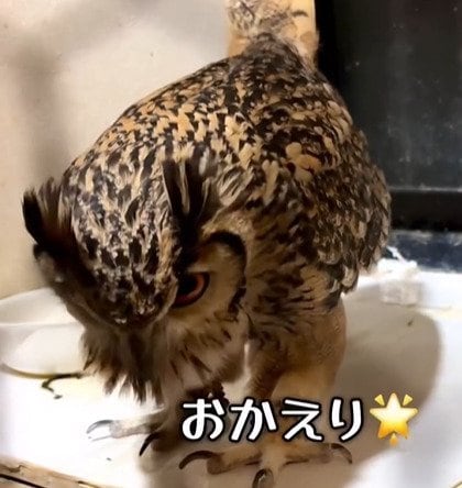 【挨拶するフクロウ】「なんやもー」飼い主が何度も声を掛けた結果→律儀な反応に癒される！