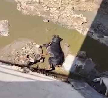 「なぜこんなひどいことを」箱詰めされ運河に捨てられたメス犬、リハビリを得て元気に甘える姿に安堵の涙（海外動物レスキュー）