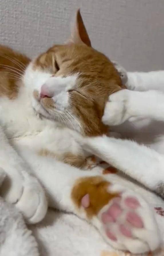 出所：@Neko2Obasan