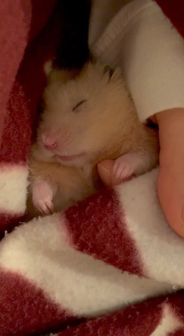 出所：@hampic_f_mai