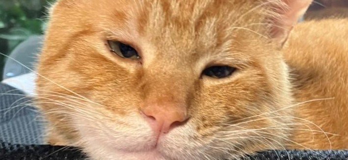 出所：@Beercat_Ana_Dar