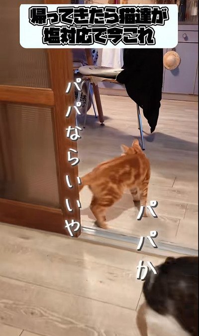 【塩対応すぎ？！】飼い主さんが帰ってくるとお出迎えの猫さんたち……かと思いきや？まさかの行動に爆笑