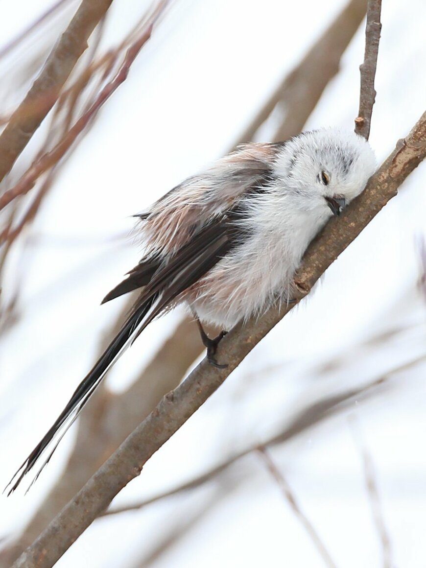 出所：@daily_simaenaga