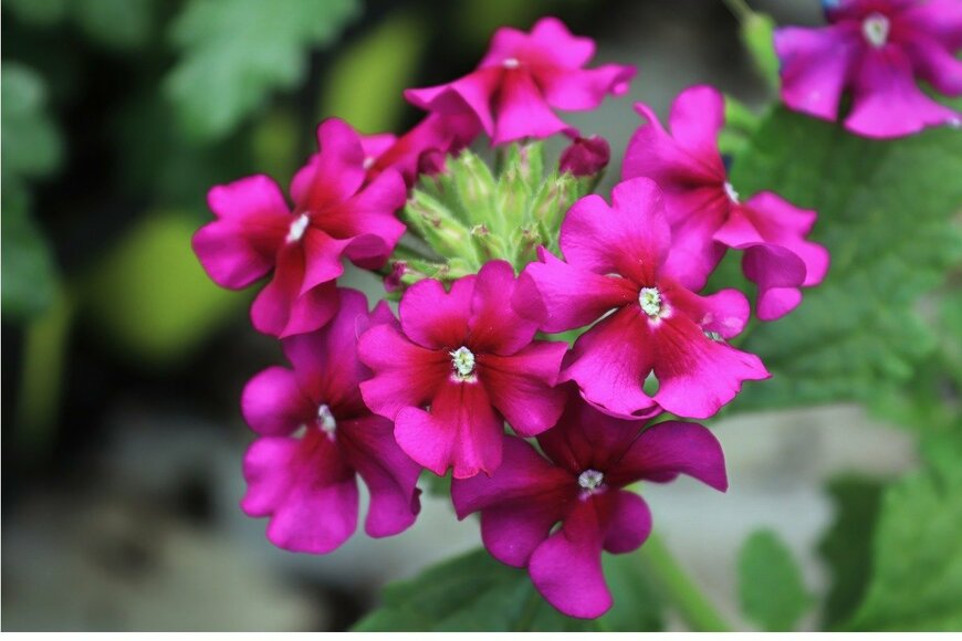 kchamczuk/istockphoto.com