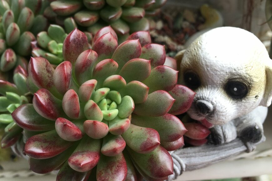 Succi Garden/Shutterstock.com