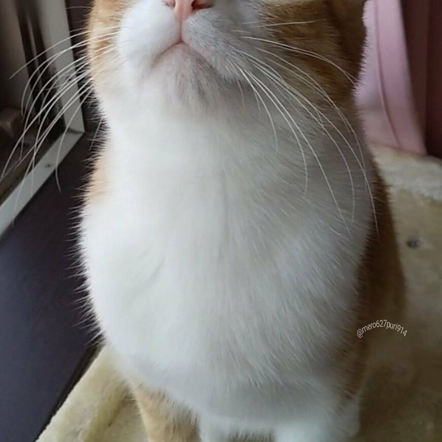 出所：@mero627puri914