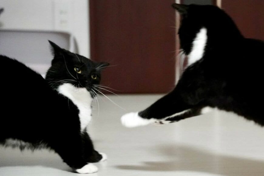 出所：＠unicouniuni3