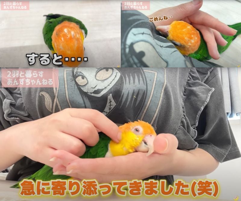 出所：@anz_omomiri