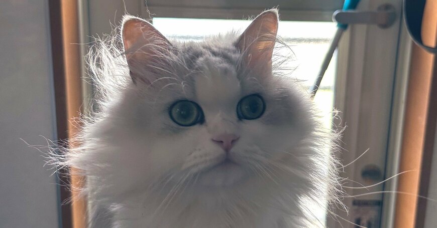 出所：@NEKOLAND13