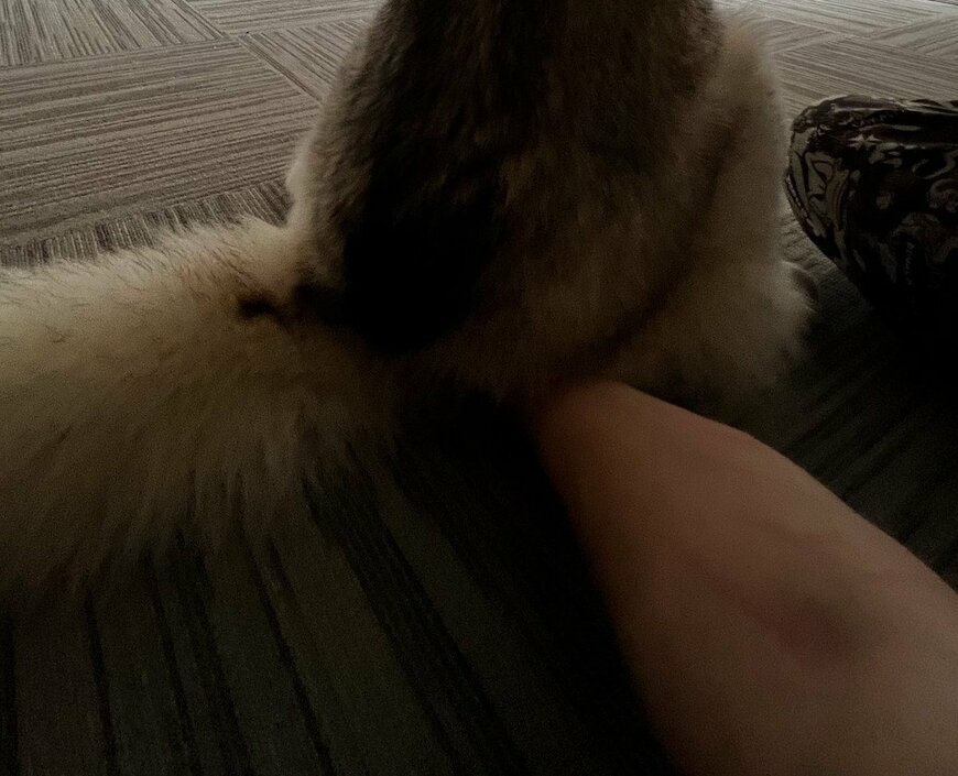 出所：@Livewithhusky