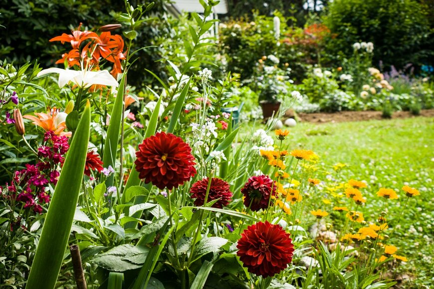 【初夏のガーデニング】庭や花壇を大人っぽく！組み合わせるとオシャレな草花オススメ8種