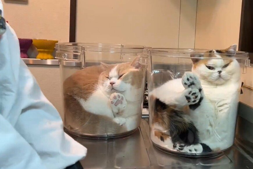 洗い物をするママさんの横で…液体化した猫が可愛すぎると話題