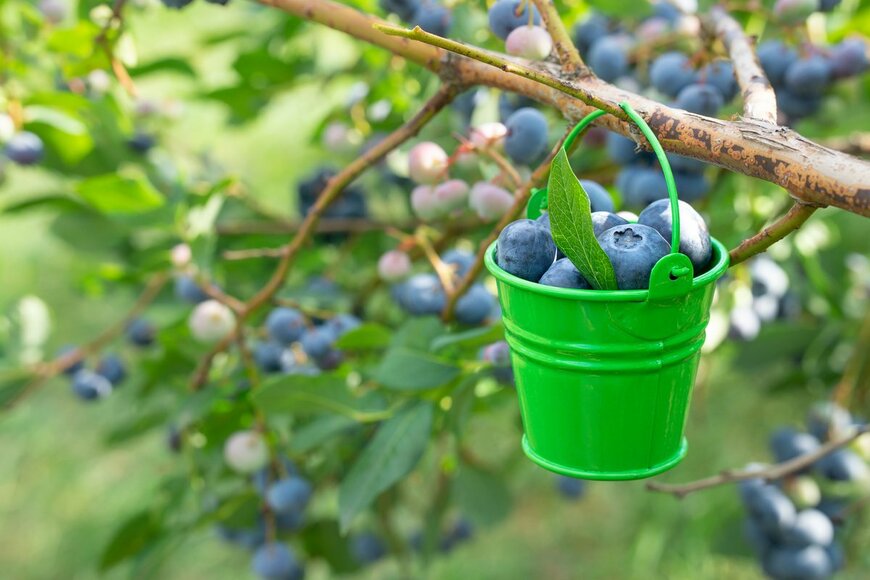 初心者にオススメ「鉢植えブルーベリー」の育て方、実が収穫できて観賞用にも！