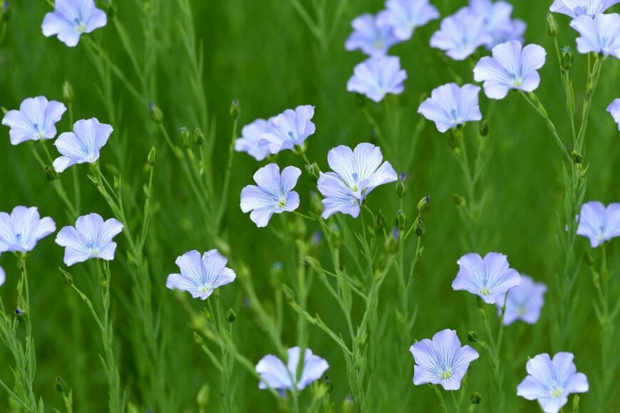 薄い水色の花を咲かせている、宿根アマ