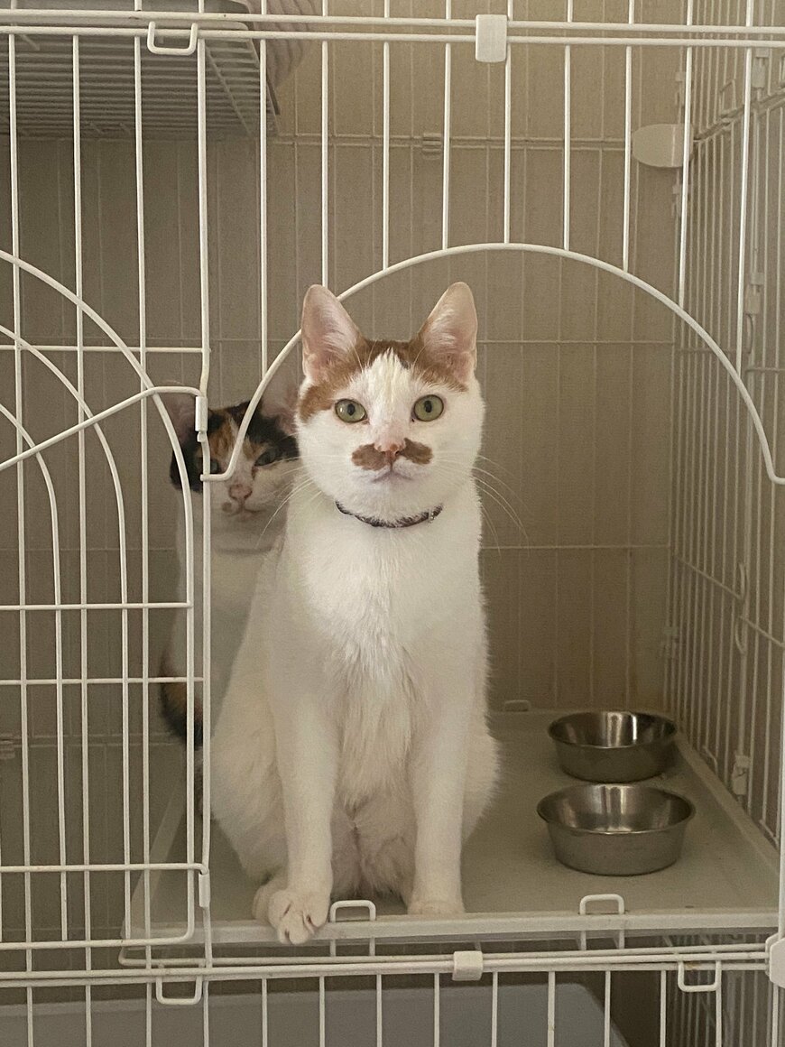 ごはんをねだる猫