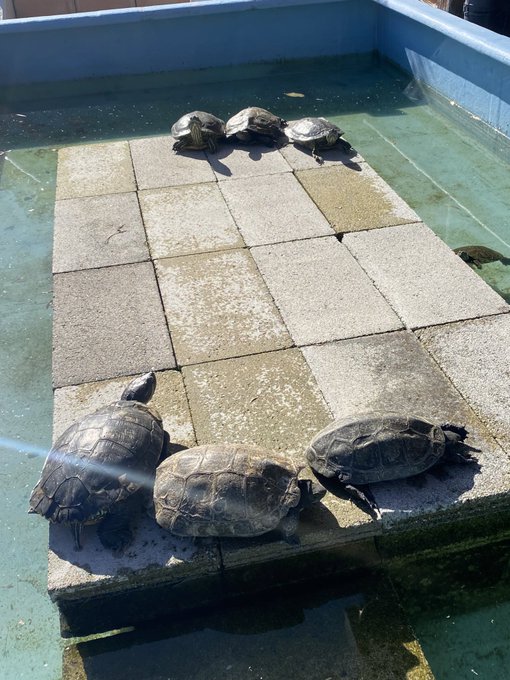 かわいいカメたち