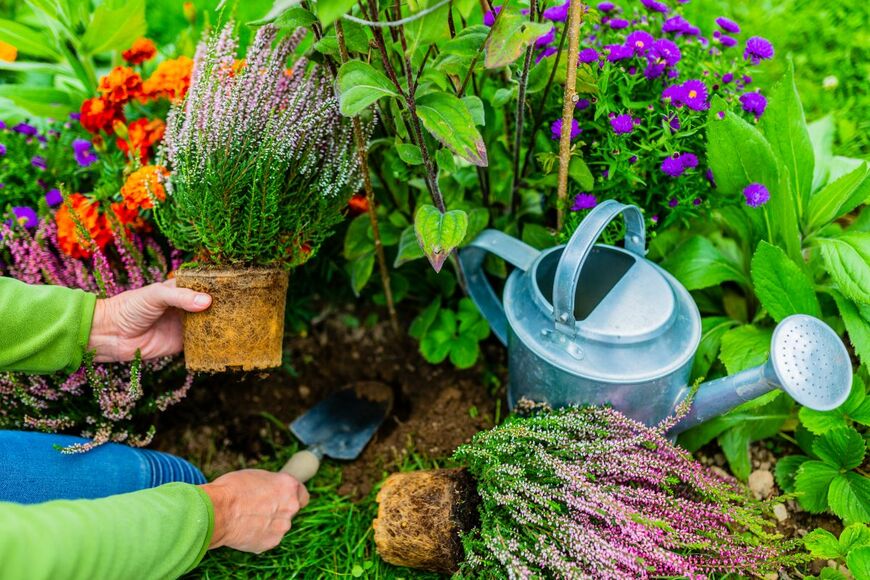 カルーナを植え付ける様子