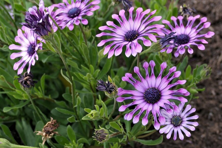 オステオスペルマムの花。色は紫、花弁の形はスプーン型。