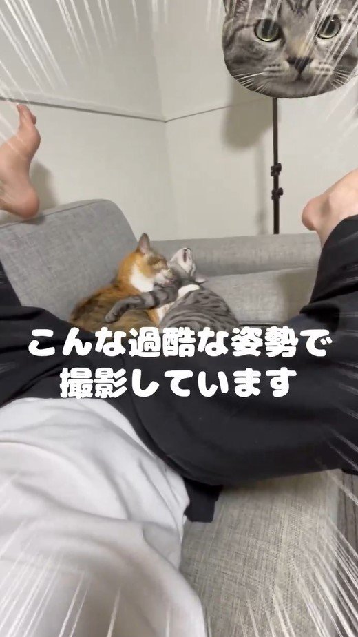 猫撮影中
