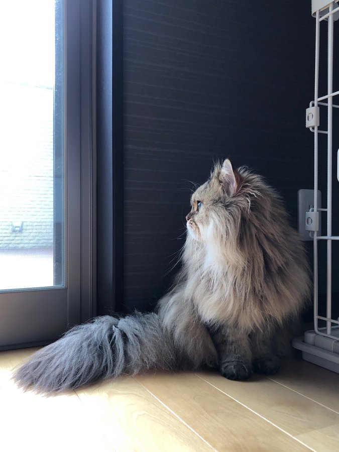 外を見る猫