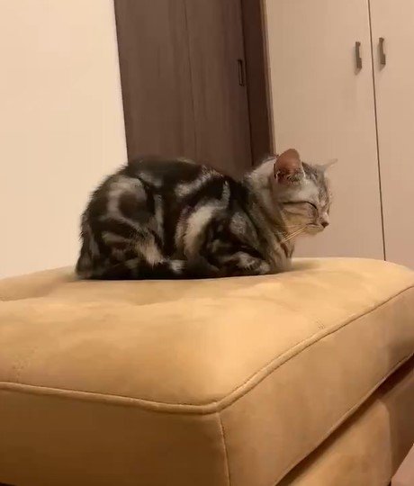 ソファの上の猫