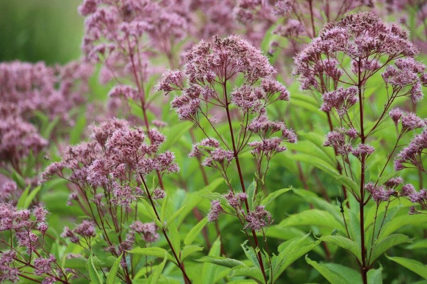 ピンク色の花を咲かせている、ユーパトリウム