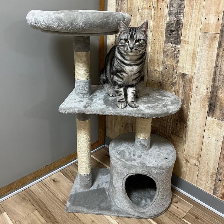 しまむら公式オンラインストア キャットタワー画像