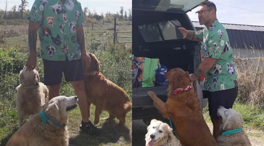 犬のシャツを着た男性と、集まるゴールデンたち