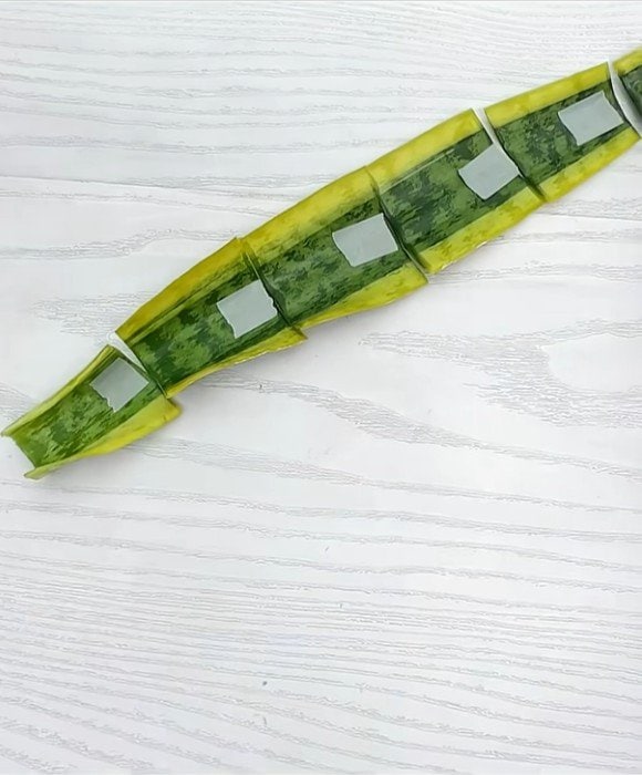 サンセベリアの葉挿し