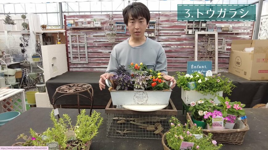 観賞用トウガラシ