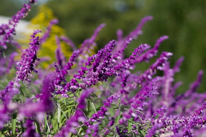 紫色の花を咲かせている、アメジストセージ