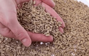 イオン株式会社 チョコか? 画像