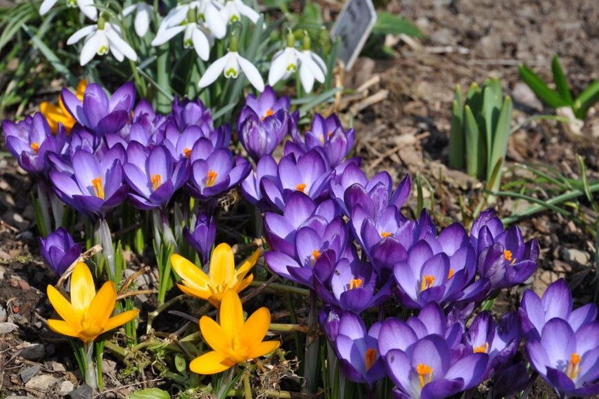 クロッカスやスノードロップが満開