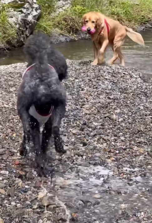 スパルタ教育するゴールデンレトリバー