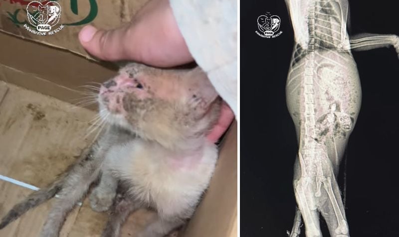 出所：<u><a href="https://www.instagram.com/reel/DcO-lefhwLr/" target="_blank">@pawsitiverescue.page</a></u>