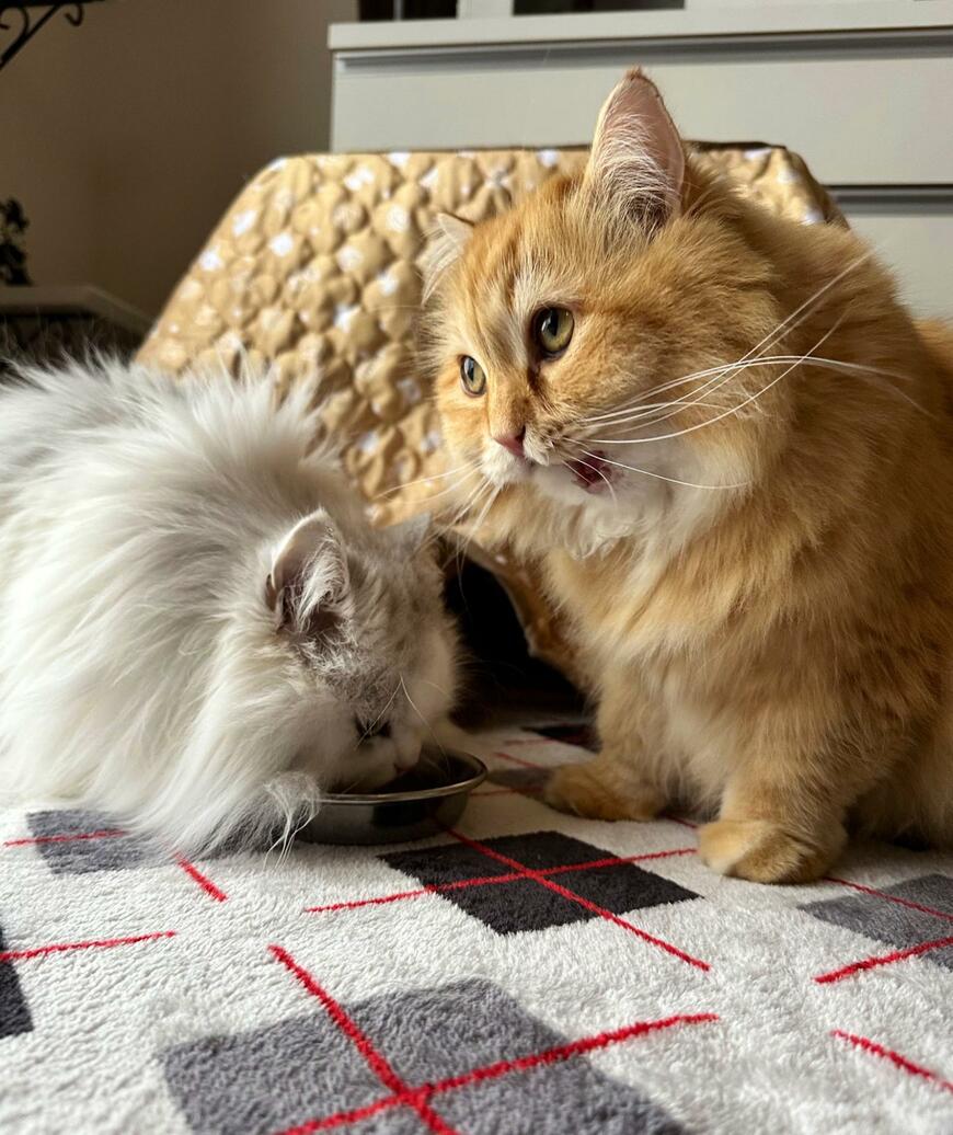 おやつを取られた猫