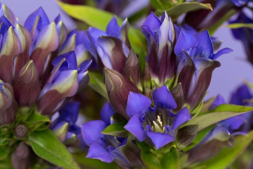 青紫色のリンドウの花が咲く様子
