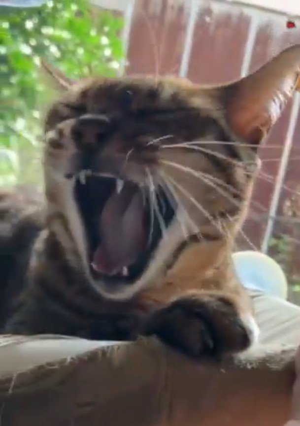 あくびをする猫