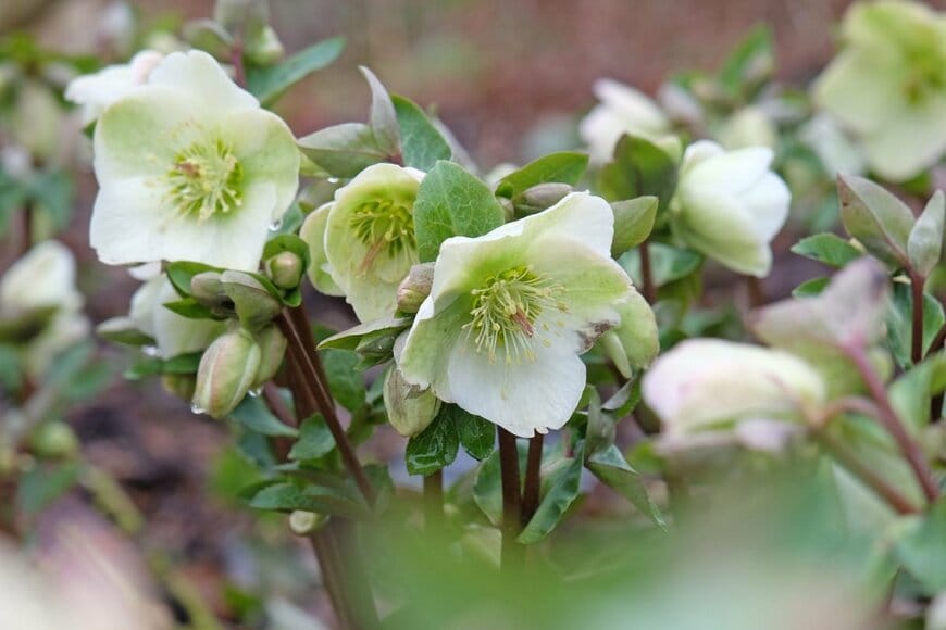 白い花を咲かせている、クリスマスローズ