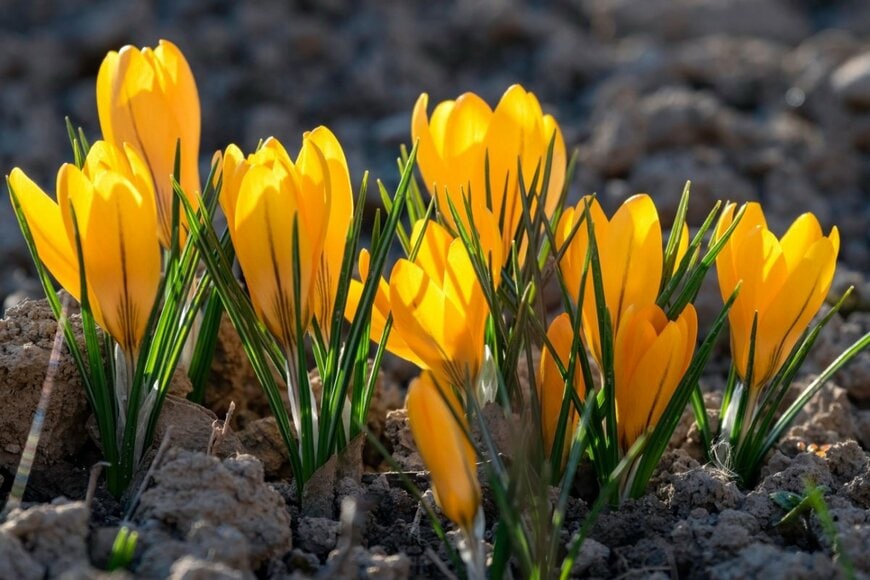 クロッカス　黄色