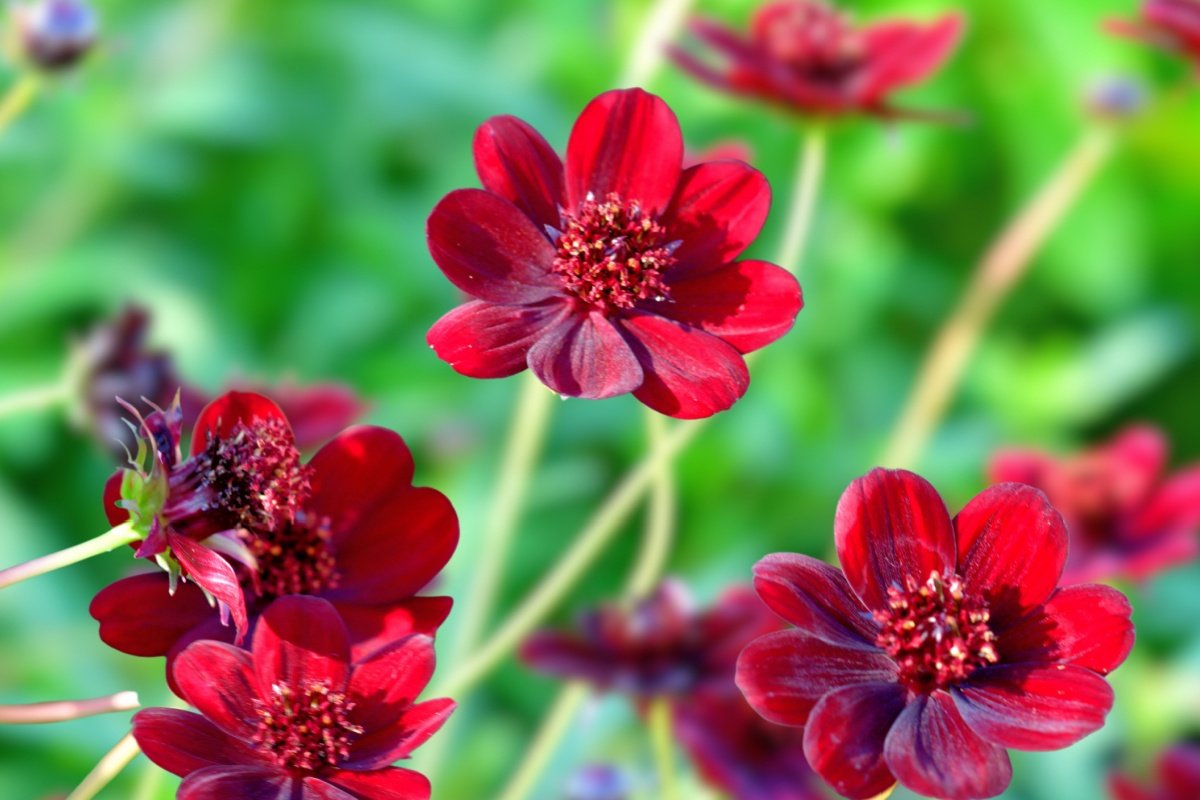 写真 | おしゃれ＆育てやすい【いい香りの花】夏から秋に変わる庭で楽しみたい《一年草・多年草》3選 チョコレートやさくらんぼみたいな香りが ...
